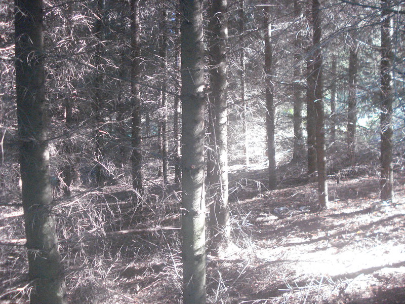 "Fairytale forest" photo